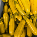Courgette Jaune