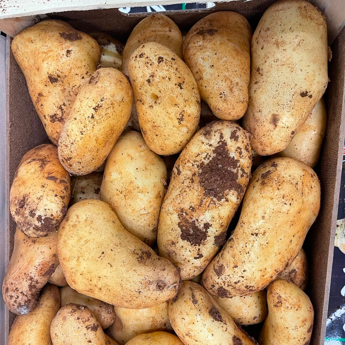 POMME DE TERRE