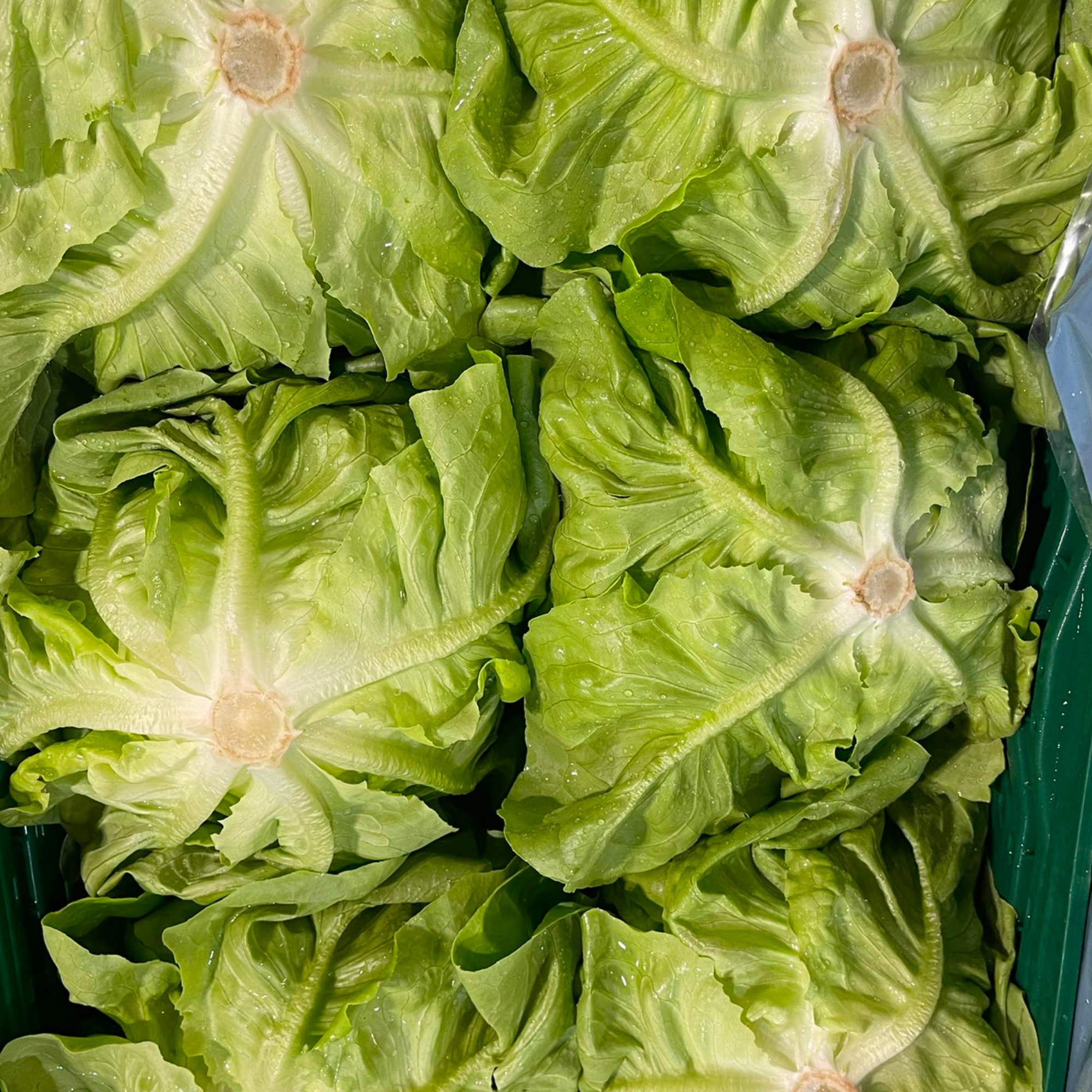 Laitue Iceberg