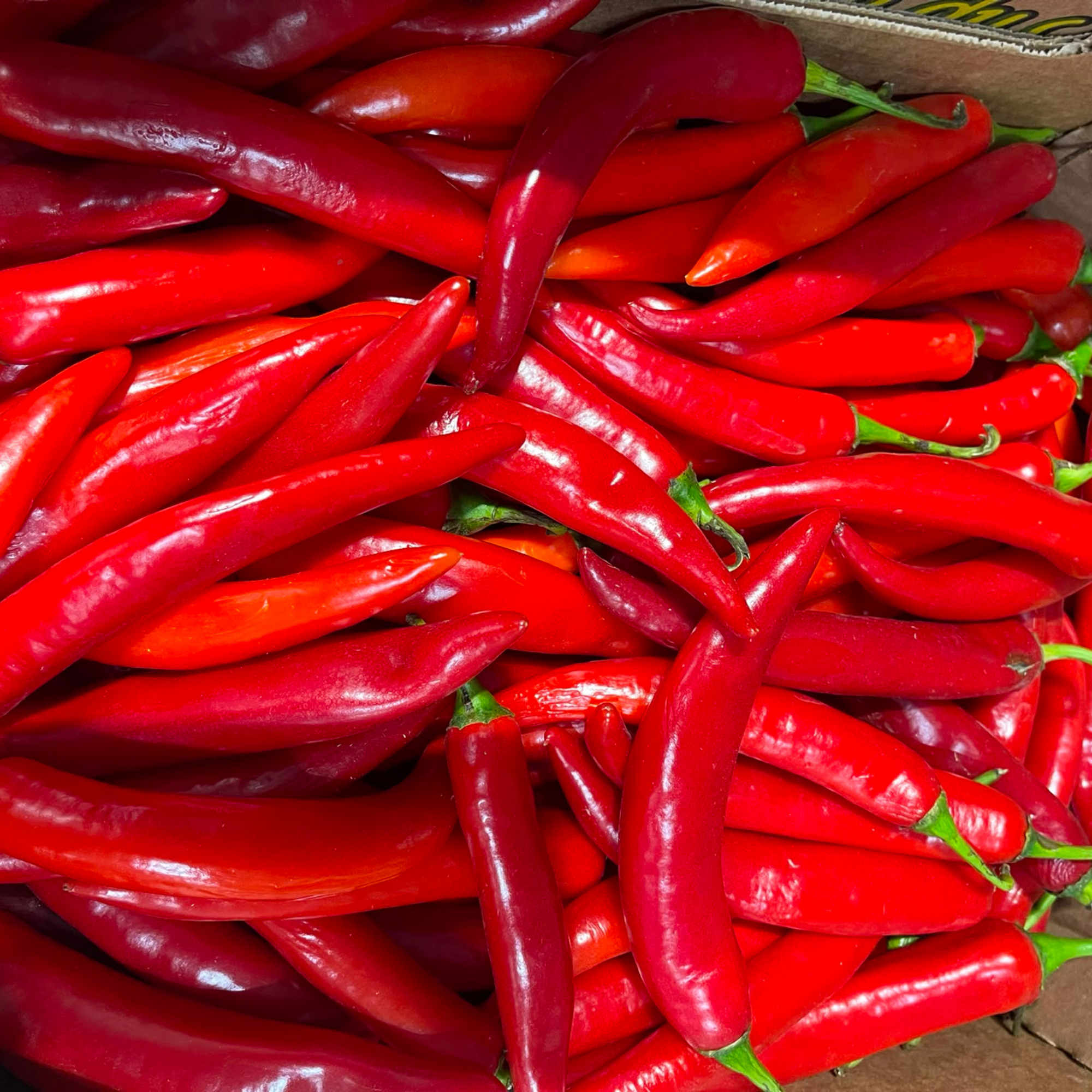 Piment Rouge