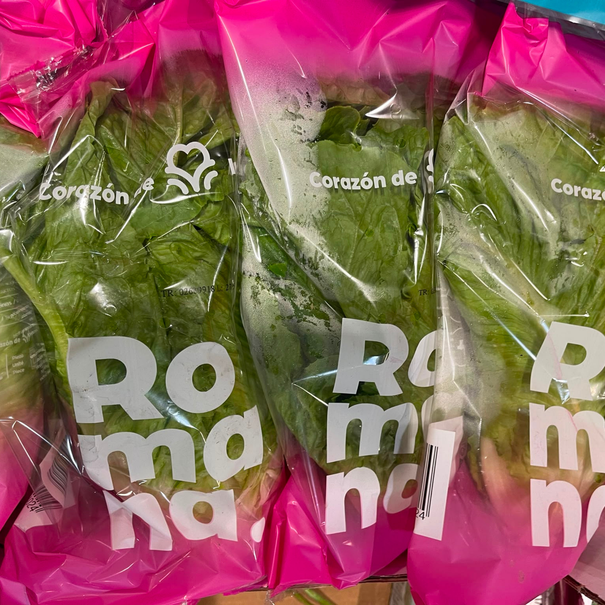 Laitue Romaine