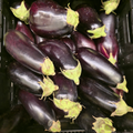 AUBERGINES