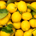 CITRON JAUNES FRAIS