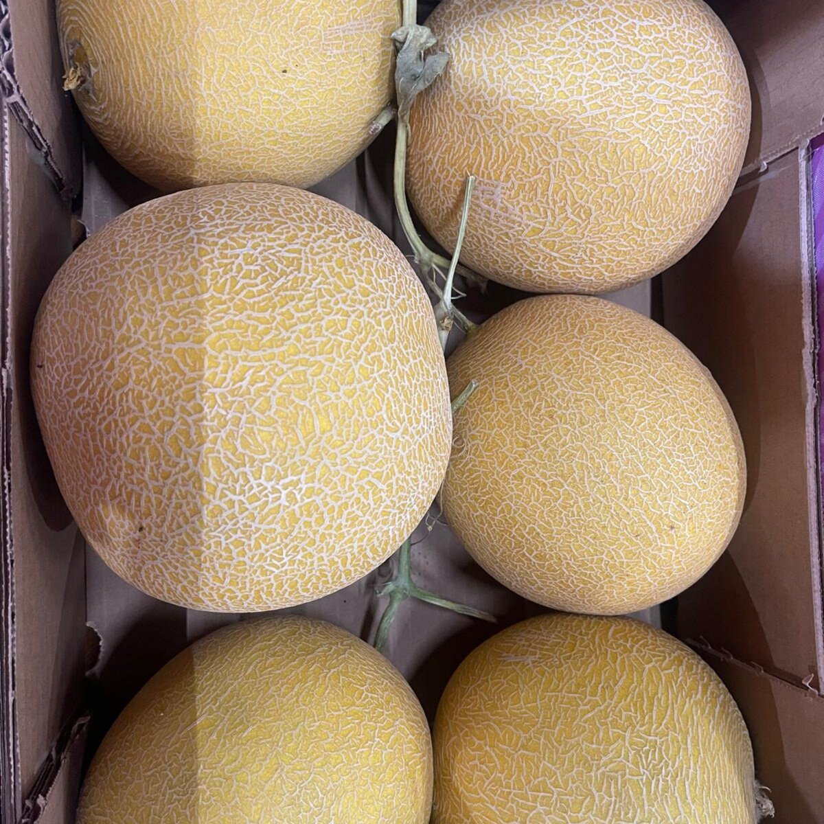 MELON