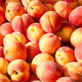 PECHES