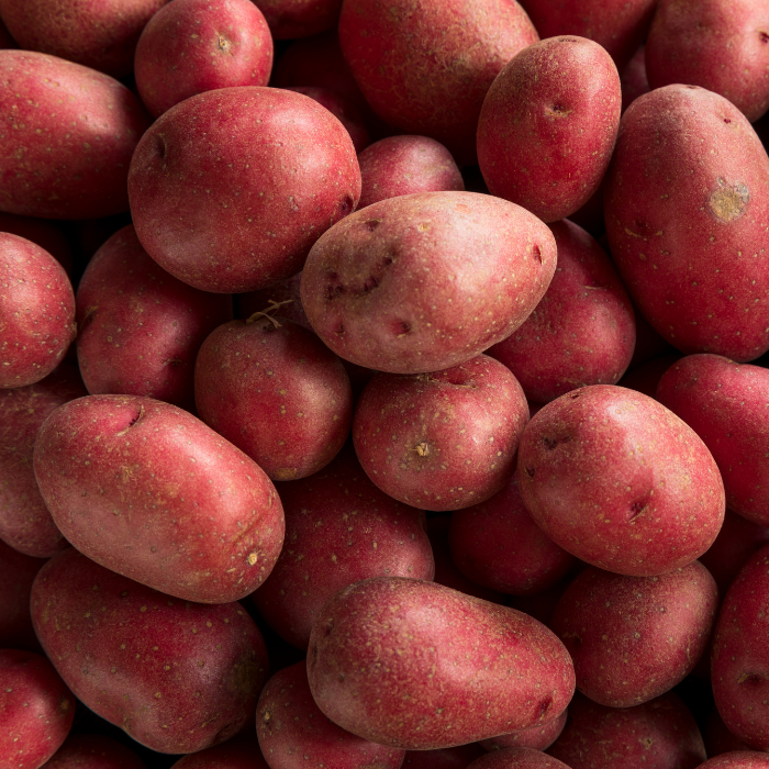 POMME DE TRRE ROUGE
