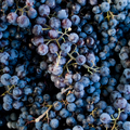 RAISINS NOIR