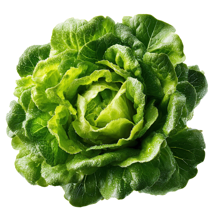 SALADE FRAIS