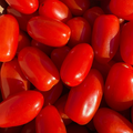 TOMATES CERISES